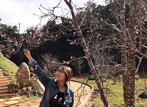 Hoa anh đào bắt đầu nở tại Đà Lạt