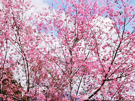 Hoa nở rục rỡ như những đám mây hồng