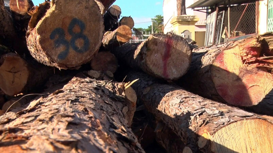 Thông gần 40 năm tuổi bị lâm tặc cưa hạ