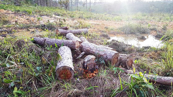 Cả cánh rừng thông bị cưa sạch