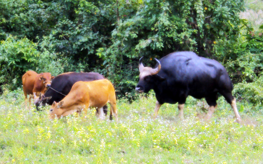 Bò tót xuống núi "oanh tạc" đàn bò cái nhà