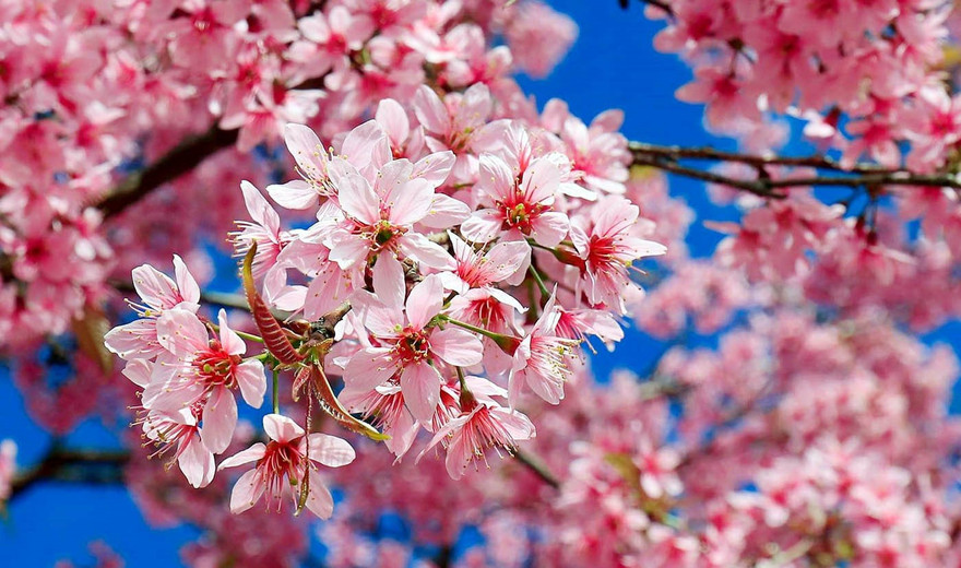 Trồng thêm 1.000 cây tại thung lũng hoa đào lớn nhất Việt Nam