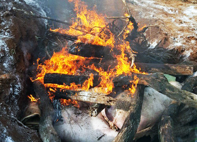 Tiêu hủy lợn mắc bệnh