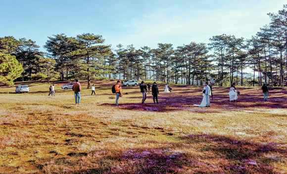 Đồi cỏ hồng thu hút rất đông du khách