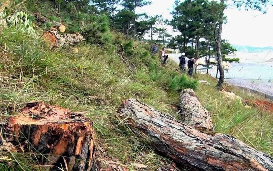 Rừng phòng hộ bị triệt hạ