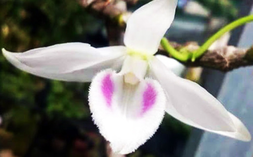 'Hồng hạc' 5 cánh trắng đột biến