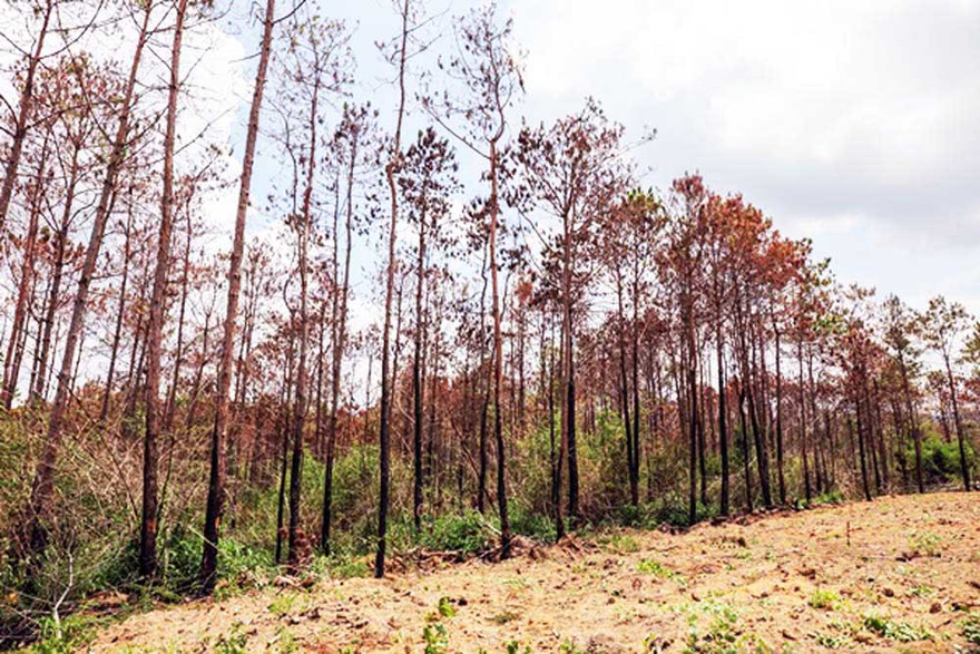 Thông chết hàng loạt do bị đầu độc