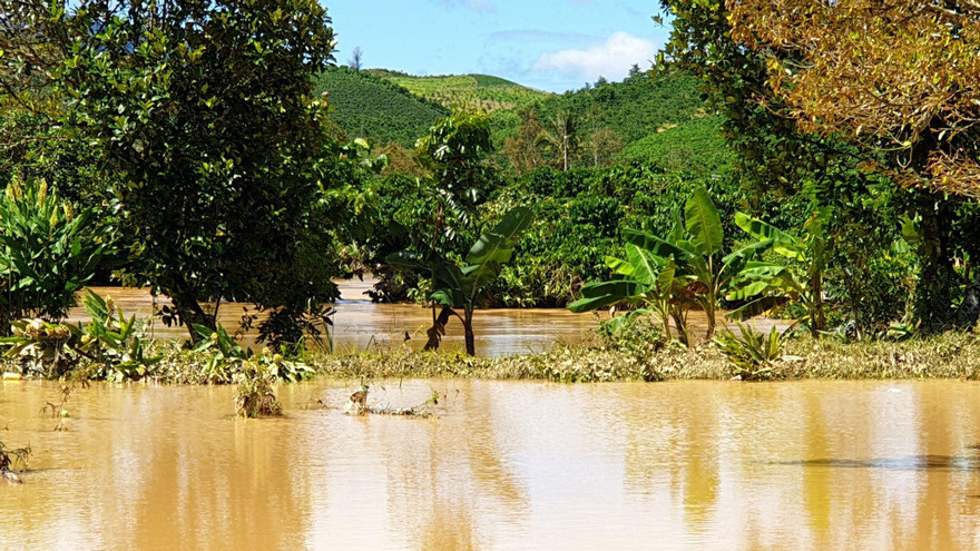 Nước suối tràn bờ khiến vườn tược bị ngập sâu