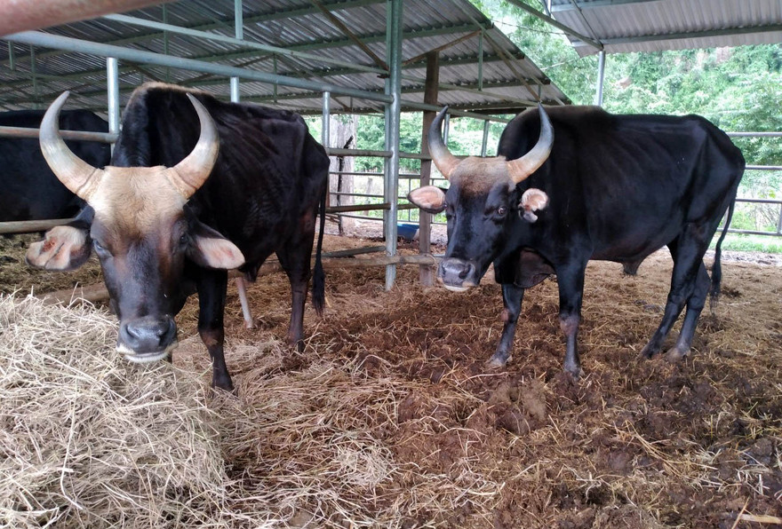 Bò tót lai trưởng thành thường nặng từ 600-800 kg, nay gầy trơ xương.