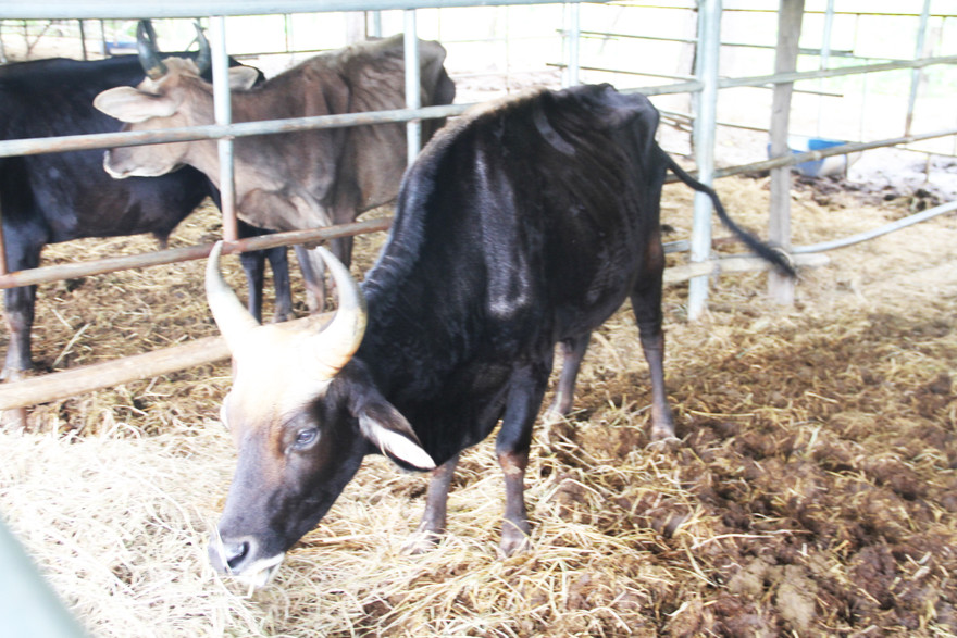 Đàn bò tót lai F1 gày trơ xương