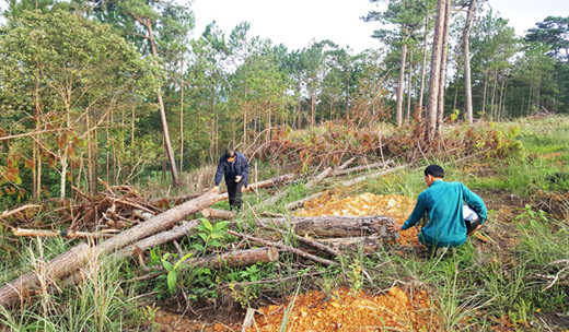 Rừng thông bị cưa hạ ngổn ngang