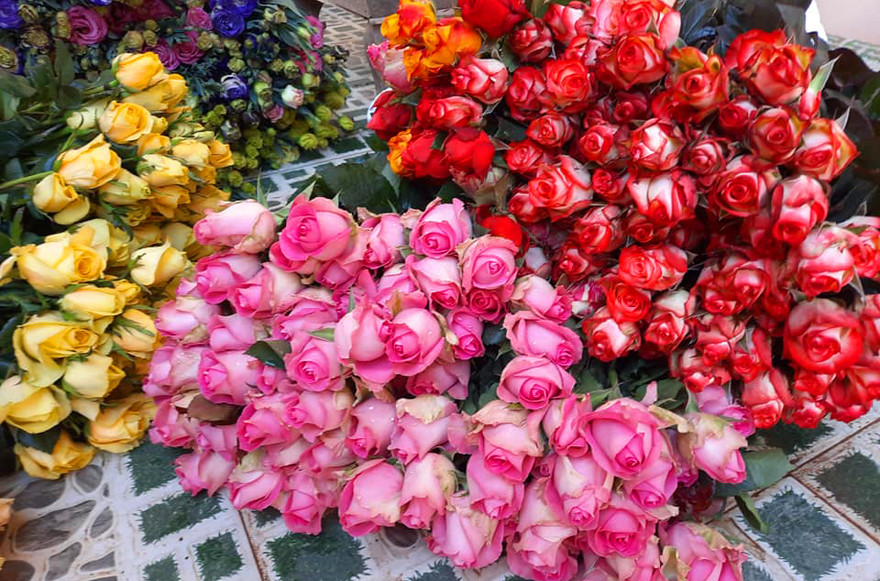 Hoa giống mới được ưa chuộng