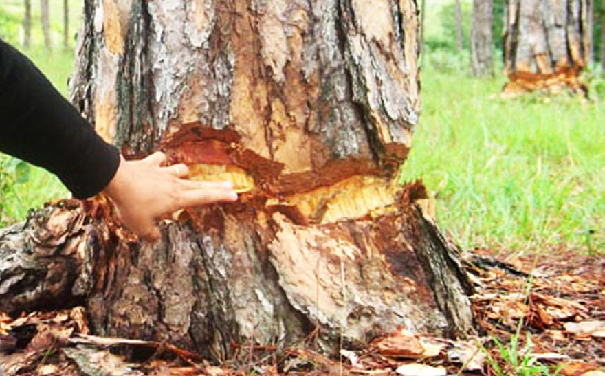 Đẽo vỏ quanh gốc thông để cây chết dần.