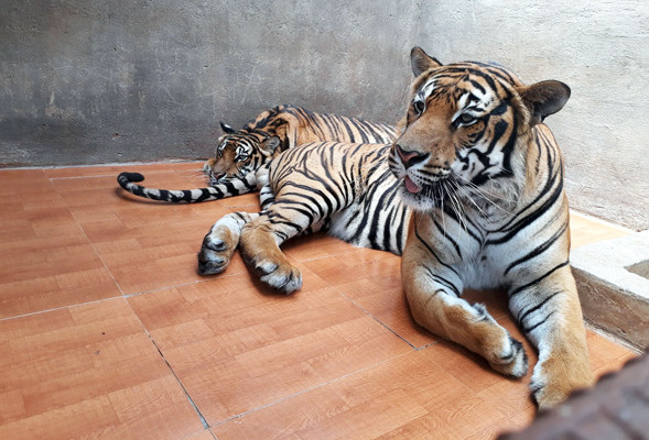 Nuôi hổ khi chưa được cấp phép