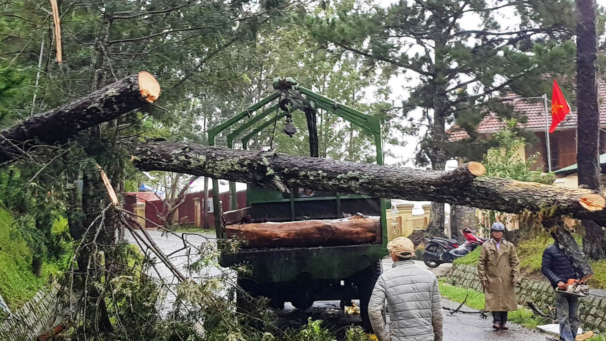 Cây lớn ngã đổ chắn ngang đường gây ách tắc giao thông