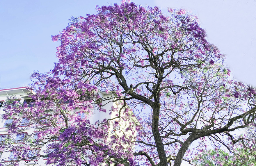 Cây phượng cổ nhất Đà Lạt bung hoa rực rỡ