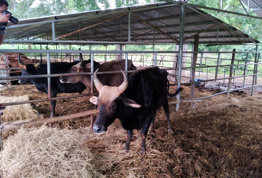 Bò tót lai gầy trơ xương vì thiếu thức ăn