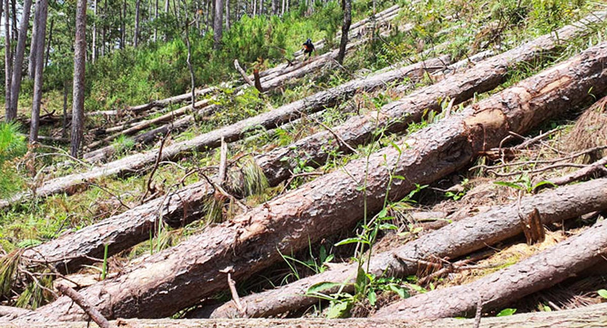 Rừng phòng hộ tiểu khu 132 bị cưa hạ la liệt