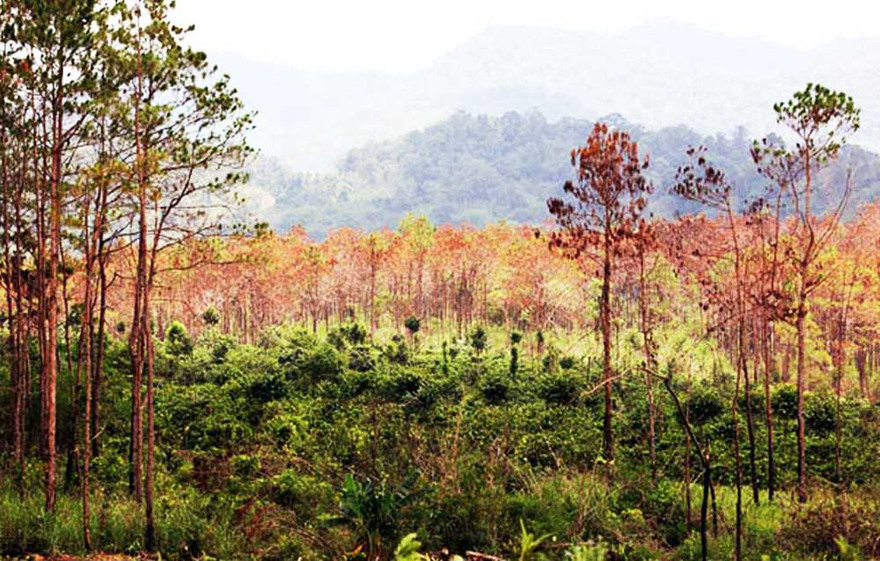 Cánh rừng bị đầu độc chết trắng