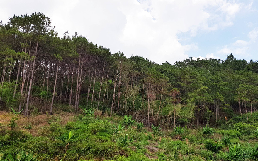 Tiểu khu 289, nơi anh Tuấn đi săn