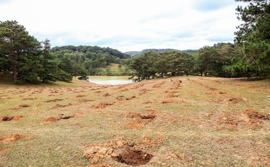 Đồi cỏ hồng bị đào xới, cuốc hố trồng cà phê