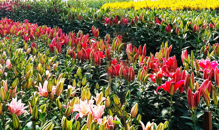 đa dạng các sắc màu Roselily