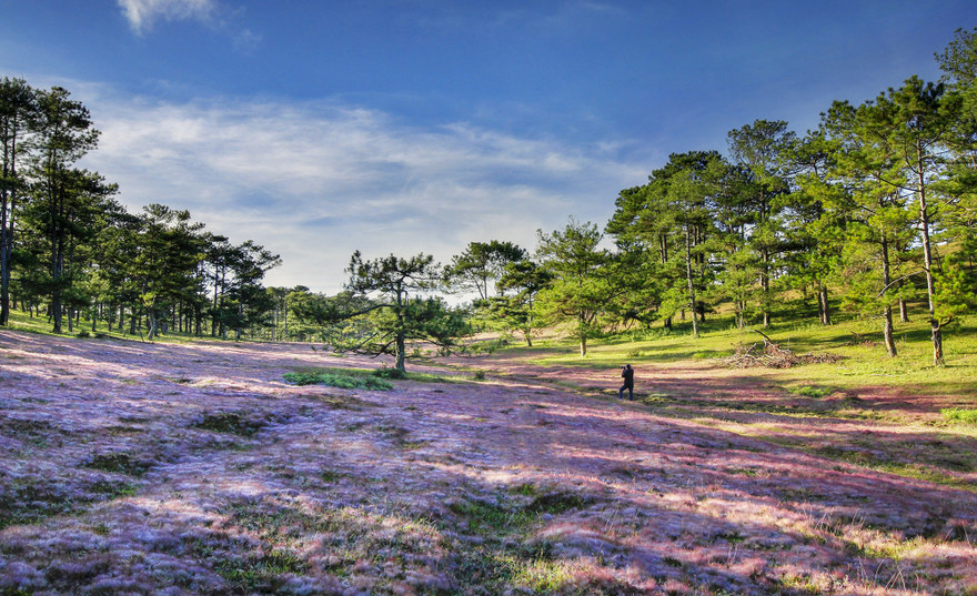 Lang thang săn ảnh đồi cỏ hồng