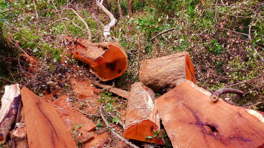 Cây rừng bị đốn hạ và xẻ gỗ trái phép- Ảnh HTN