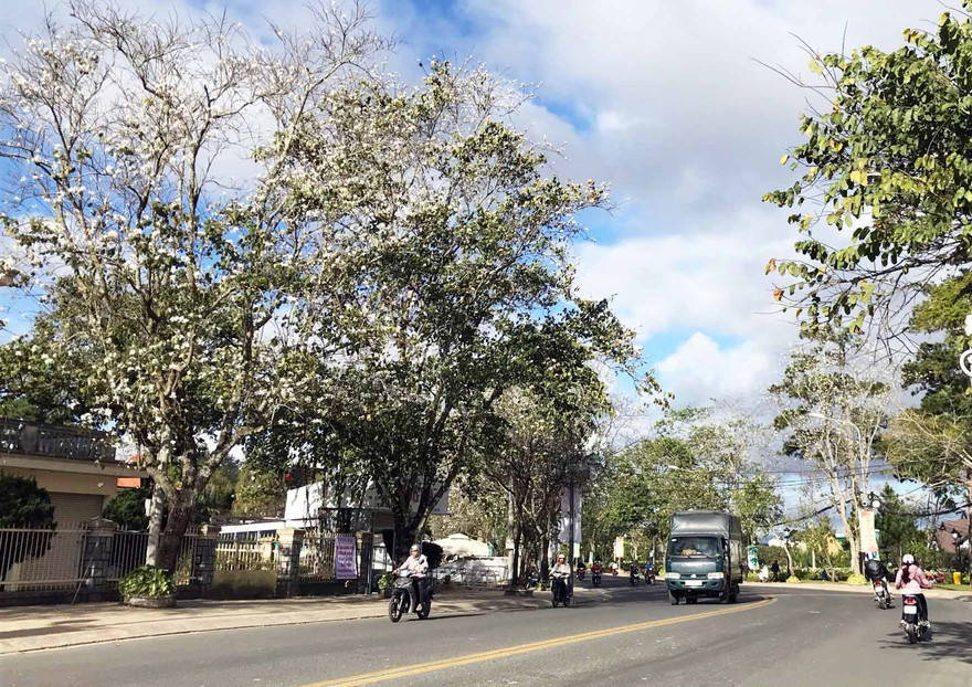 Hoa nở rộ trên đường Trần Phú