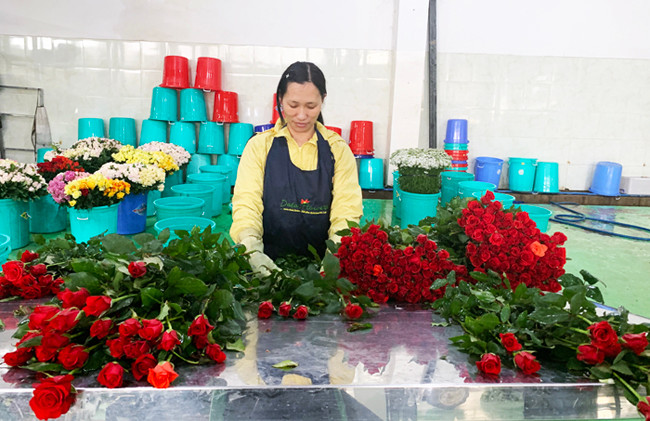 hoa hồng nhung được ưa chuộng nhất