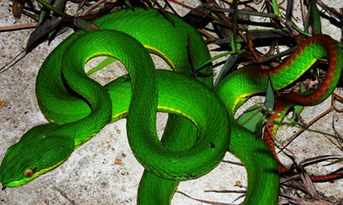 Khi bị rắn lục đuôi đỏ cắn, người dân chú ý không chích rạch tại vết cắn mà nặn hút máu tại vết cắn để loại trừ máu độc. Ảnh: T.T. 