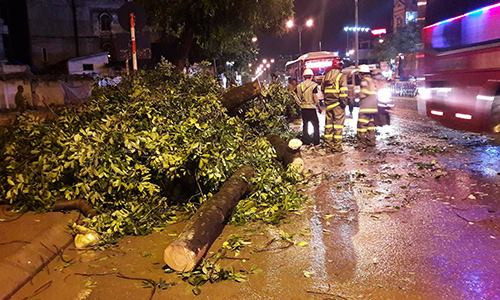 Cây xà cừ được cắt tỉa và di chuyển đi nơi khác.