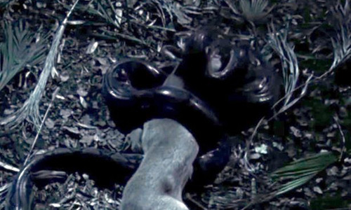 Trăn gấm nuốt chửng hươu nặng 30 kg