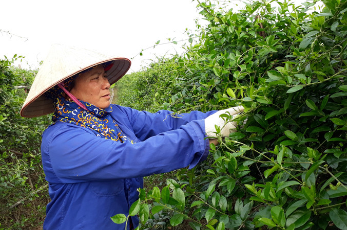 Công bố Quốc tế về 9 chất mới điều trị tiểu đường từ dây thìa canh