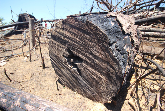 Rừng phòng hộ tại xã Tiên Lãnh bị chặt phá trồng Keo trái phép.