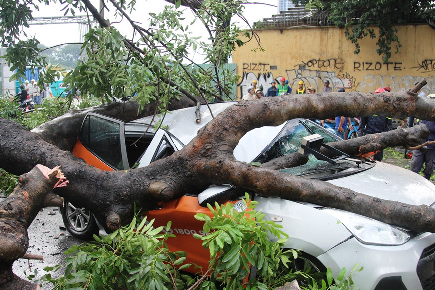 Ô tô bị cây xanh đè bẹp.