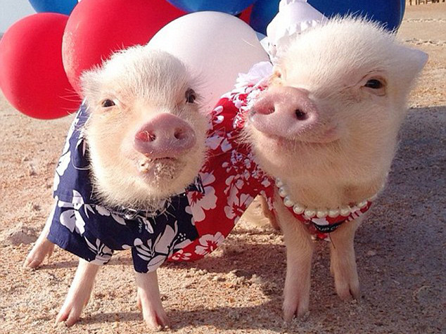 Lợn con thành ngôi sao mạng