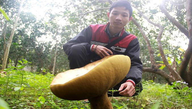 Hàng trăm cây nấm khổng lồ đã mọc lên tại vườn Thanh Trà của ông Sau.