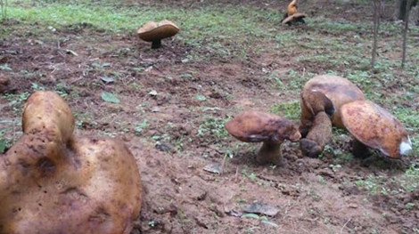 Loại nấm “khổng lồ” thuộc chi Boletus mọc trong vườn nhà dân.