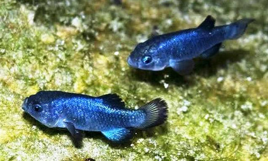 Devils Hole pupfish - một trong những loài cá hiếm nhất thế giới. Ảnh: Carnivoraforum.