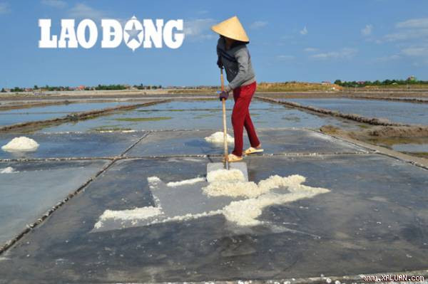 Diêm dân Quảng Bình luôn canh cánh nỗi lo bị “ép giá“. Ảnh: Lê Phi Long