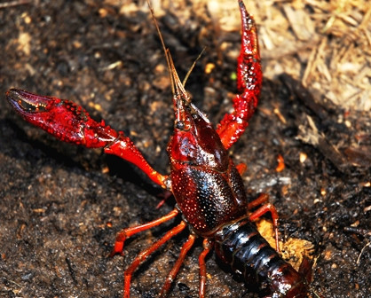 Tôm hùm đỏ- thủy sinh vật ngoại lai nguy hiểm được lén lút nuôi tại Việt Nam