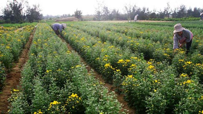 Người trồng hoa Tết ở Tây Tựu, Hà Nội: 'Đánh bạc' với thời tiết