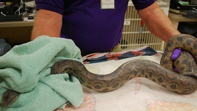 Con trăn dài 1,7 mét, thuộc giống trăn cầu vồng Colombia.