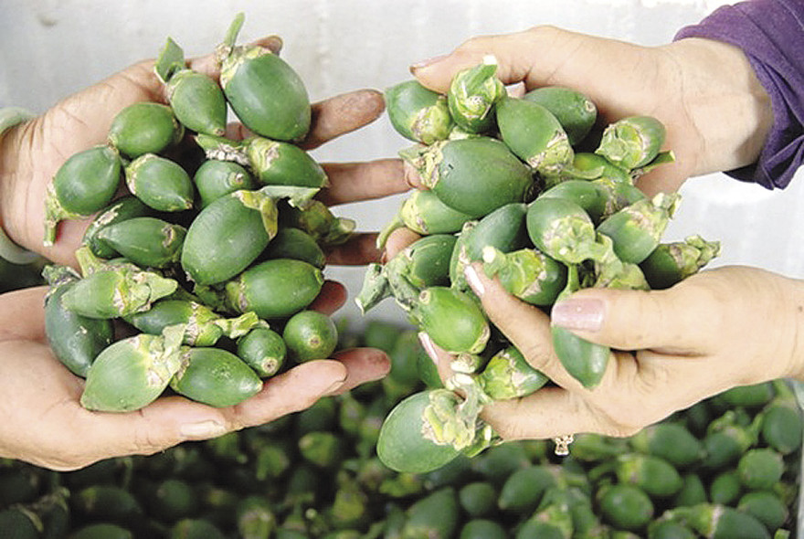 Những trái cau non chưa đến kỳ thu hoạch đã bị hái bán non