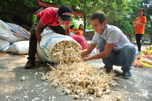 Tỏi Lý Sơn được đổ thành đống tại sân chơi khu K3