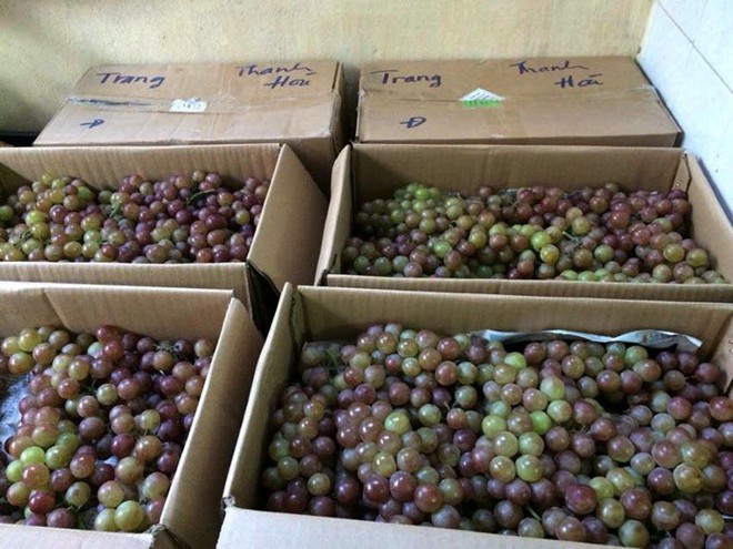 Tại Hà Nội, nho đỏ Ninh Thuận có giá bán dao động 240.000-260.000 đồng mỗi thùng. Ảnh: Nguyễn Hương