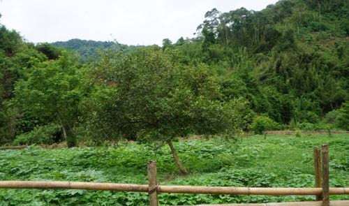 Khu vực lán rẫy nạn nhân Vi Văn Đoàn