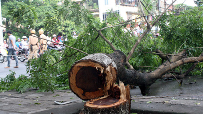 Hàng loạt cây sửa đỏ trên địa bàn Hà Nội bị chặt trộm thời gian qua