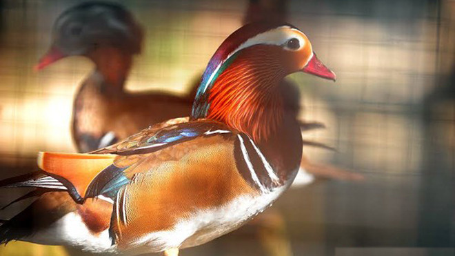 Độc đáo loài vịt Uyên Ương tại Hà Nội